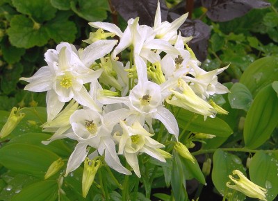 14.05.2010.akelei.jpg