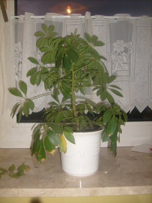 Meine Schefflera.JPG
