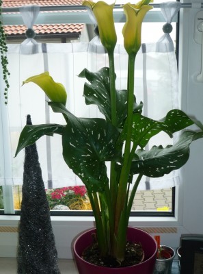 Calla gelb.JPG