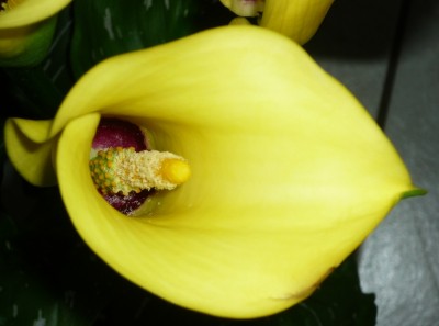 Blüte - neue Calla.JPG