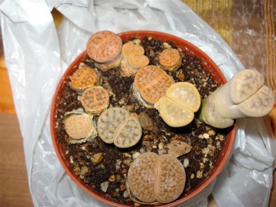 DSC00096 (Medium).JPG