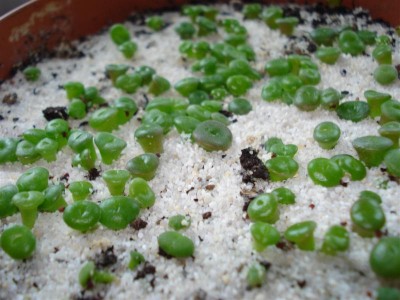 DSC00095 (Medium).JPG