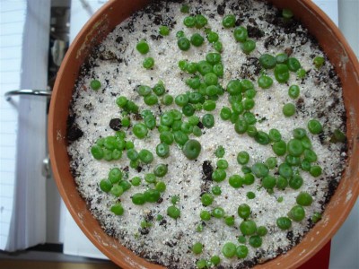 DSC00094 (Medium).JPG