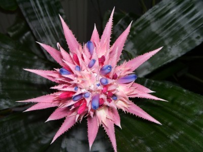 Aechmea.jpg