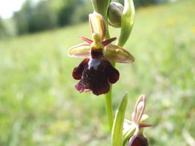 DSCF6757.JPG