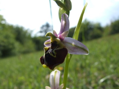 DSCF6750.JPG