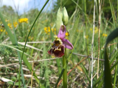DSCF6735.JPG