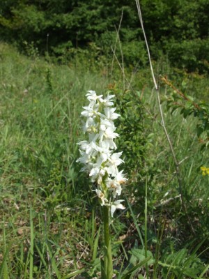 DSCF6726.JPG