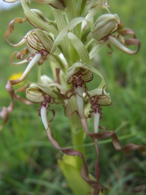 DSCF6809.JPG