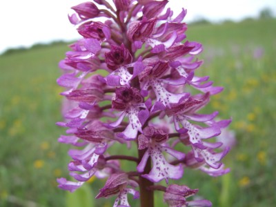 DSCF6785.JPG