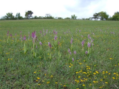 DSCF6784.JPG