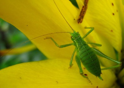 1756a Greenie.jpg