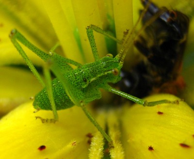 1755a Greenie Biene.jpg