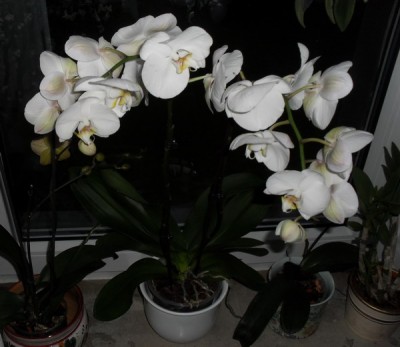 SDC13567_Bildgröße ändern.JPG