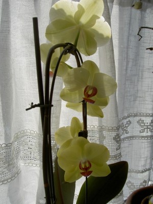 gelbe orchidee.jpg