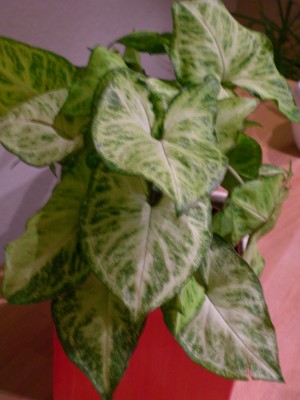 Arrow Syngonium.JPG