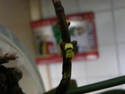 oP1030366.JPG