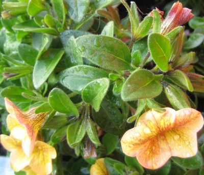 20100517_0001_4.JPG