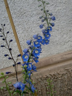 rittersporn blau.jpg