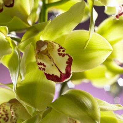 2087-Orchideen-Bluete.jpg