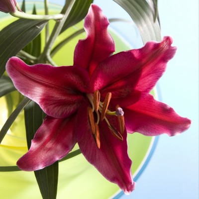 2087-Lilien-Bluete.jpg