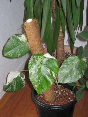 Monstera deliciosa variegata.jpg