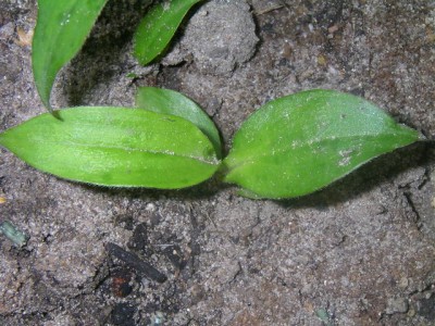 krötenlilie tigris hirta.JPG