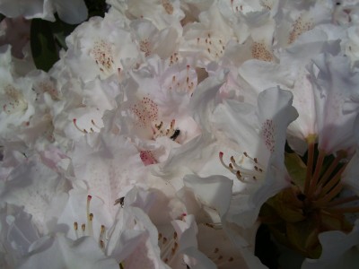 Silberwolke makro.jpg