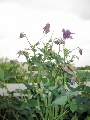 5-2010 015 - Kopie.JPG
