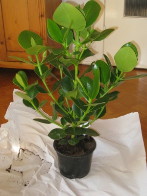 Bild 2 Clusia Princess.jpg