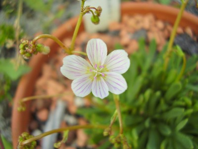 Lewisia columbiana ssp. wallowensis.JPG