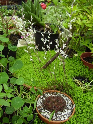 Haworthia marumiana (4).JPG