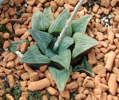 Haworthia pygmaea.JPG