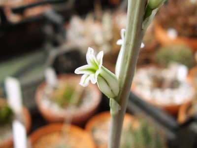 Haworthia 1999-63 (3).JPG