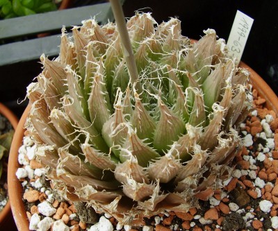 Haworthia 1999-63.JPG
