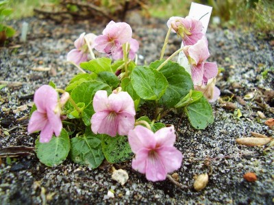 Viola martinekii (2).JPG