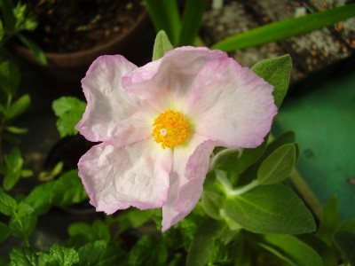 Cistus albidus.JPG