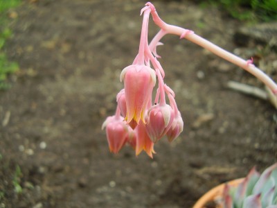 Echeveria ´Tippy´ (2).JPG