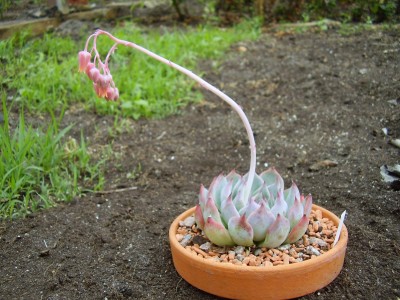 Echeveria ´Tippy´ (3).JPG