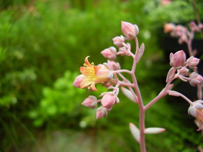 Graptoveria ´Phaeton´ (4).JPG