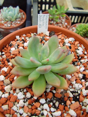 Graptoveria ´Phaeton´.JPG