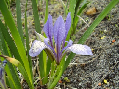 Iris lactea.JPG