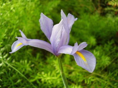 Iris xiphium.JPG