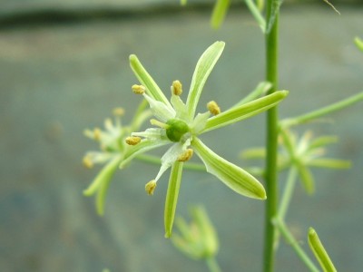 Ornithogalum pyrenaicum 2005-57b (2).JPG