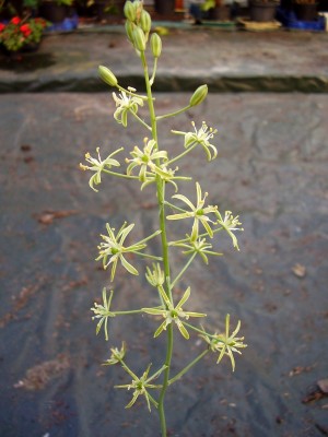 Ornithogalum pyrenaicum 2005-57b (3).JPG
