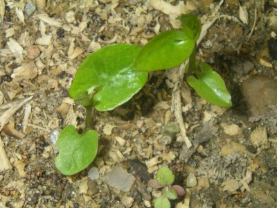 trichterwinde weiss.JPG