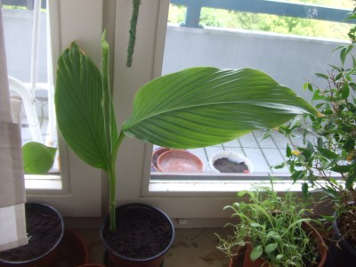 2010_0519ingwer0004.JPG