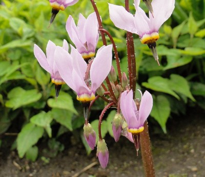 14.05.2010.dodecatheon meadia.jpg