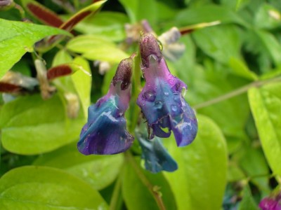14.05.2010.lathyrus vernus.jpg