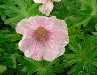14.05.2010.geranium.jpg